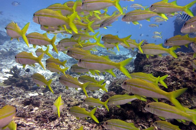 2 Tank (1 Day) Guided Diving for Certified Divers - Denarau Marina - Leaving Denarau Marina at 8:30 am