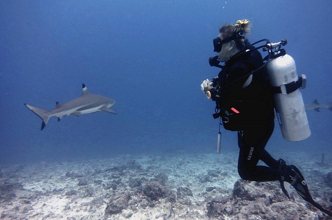 2 Tank (1 Day) Guided Diving for Certified Divers - Denarau Marina - The Surface Break Between Sessions