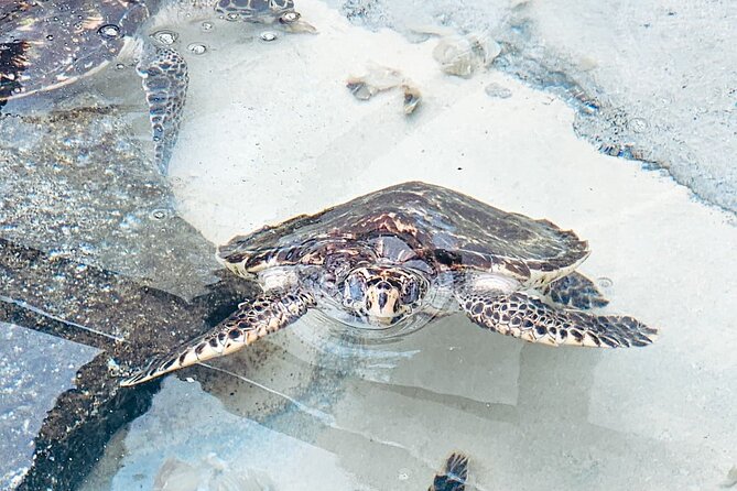 Beachcomber Island Day Trip Fiji's Authentic Island Experience - The turtle pond and a slower side of the island