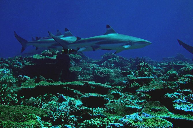 Certified Scuba Diving with Whitetip Marine Adventures team - The Salamander wreck beyond Treasure Island