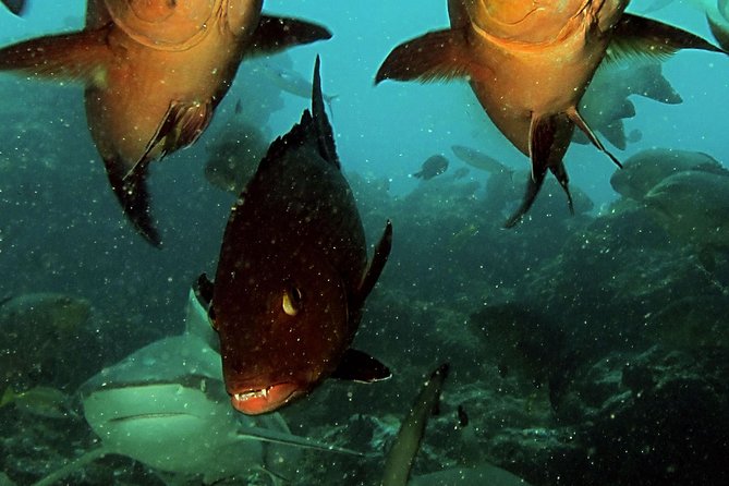 Certified Scuba Diving with Whitetip Marine Adventures team - Guidance from a crew that stays close