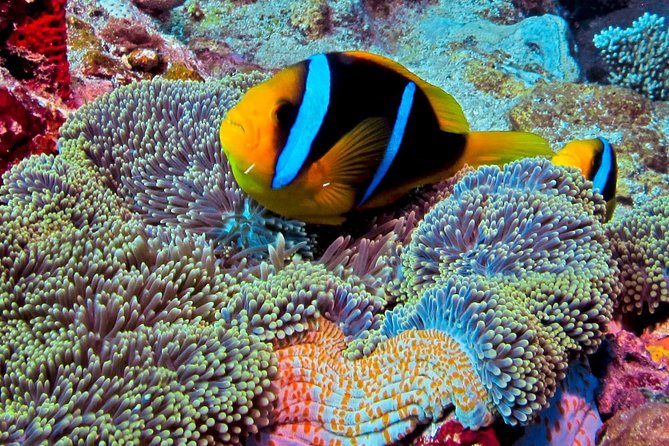 Certified Scuba Diving with Whitetip Marine Adventures team - What is included, and what should you bring?