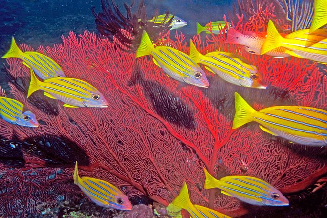 Certified Scuba Diving with Whitetip Marine Adventures team - Is $221.07 a fair price?