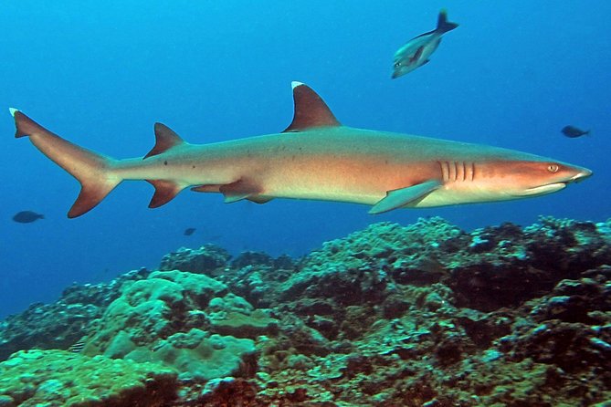 Certified Scuba Diving with Whitetip Marine Adventures team - Who should book this outing?