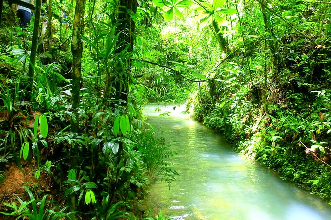 Customized Suva day tour - Transport, timing, and the private versus shared question
