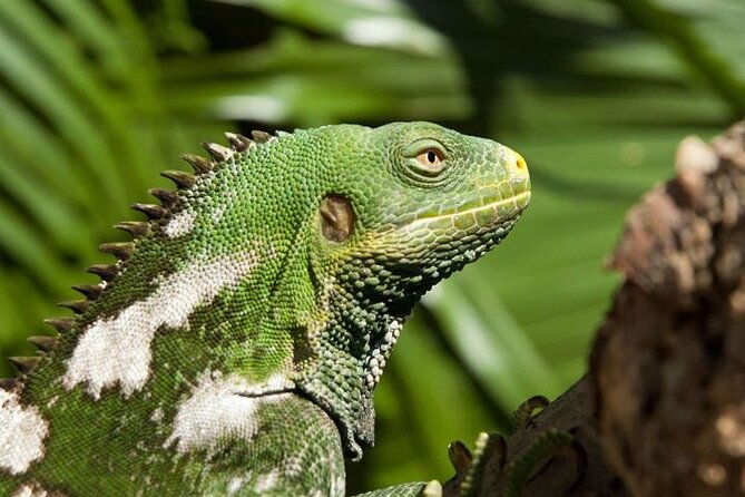 "Discover Fiji's Hidden Gems: Eco Park, Pottery Village & Dunes!" - Sigatoka Market: lunch and local browsing