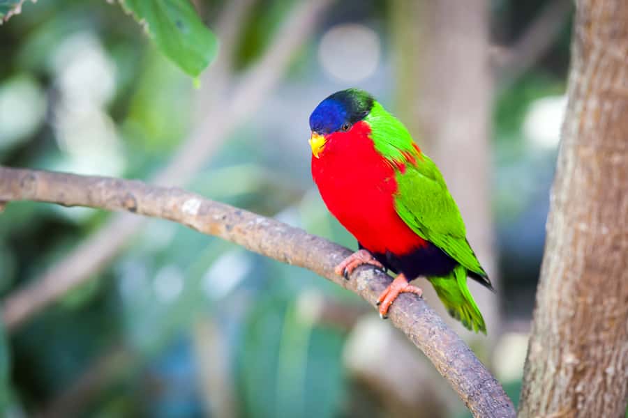 Discover Fijian Culture and Reptiles - Key points to know before booking