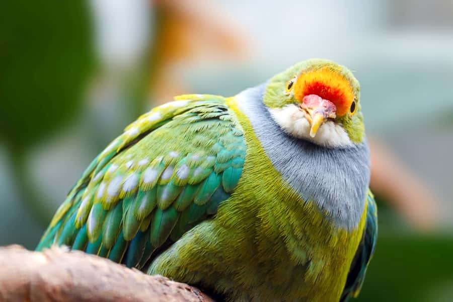 Discover Fijian Culture and Reptiles - Who will enjoy this day most?