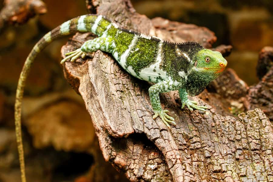 Discover Fijian Culture and Reptiles - Lawai Pottery Village and a welcoming ceremony