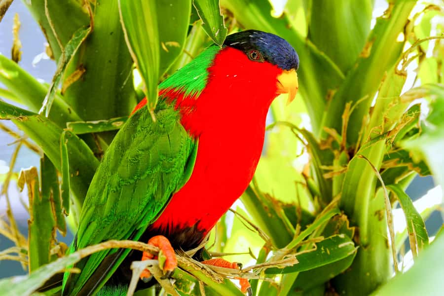 Discover Fijian Culture and Reptiles - Shri Radha Krishna Temple in Sigatoka