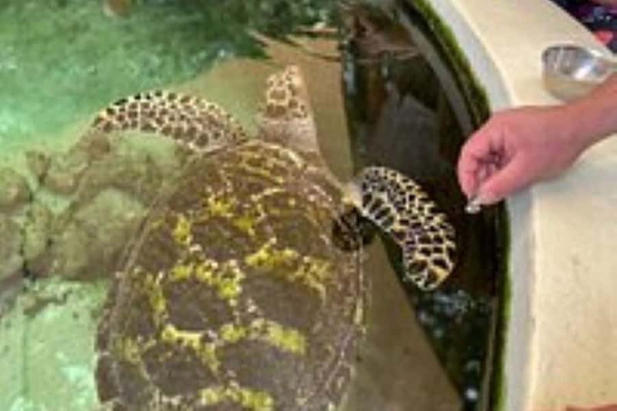 Discover Fijian Culture and Reptiles - Sigatoka Market and a town stop