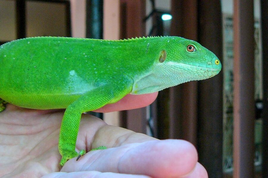 Discover Fijian Culture and Reptiles - Kula Eco Park and Fiji’s rare Crested Iguanas