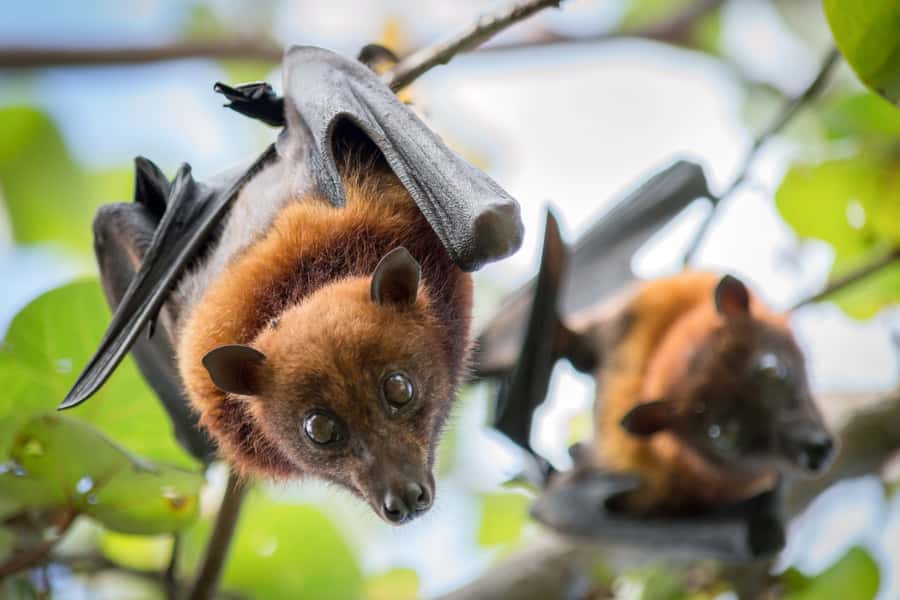 Discover Fijian Culture and Reptiles - Is the $117 price good value?