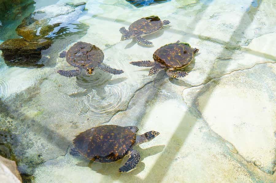 Fiji: Beachcomber Island Day Cruise with Snorkelling - Learning to make Kokoda