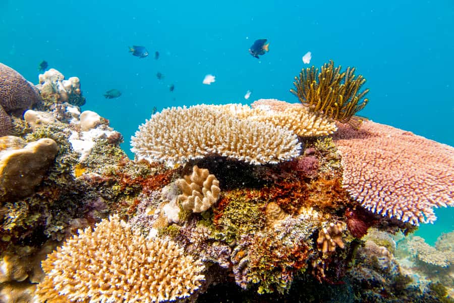 Fiji: Captain Cook Cruises - Island & Reef Day Trip - Is $126 good value?