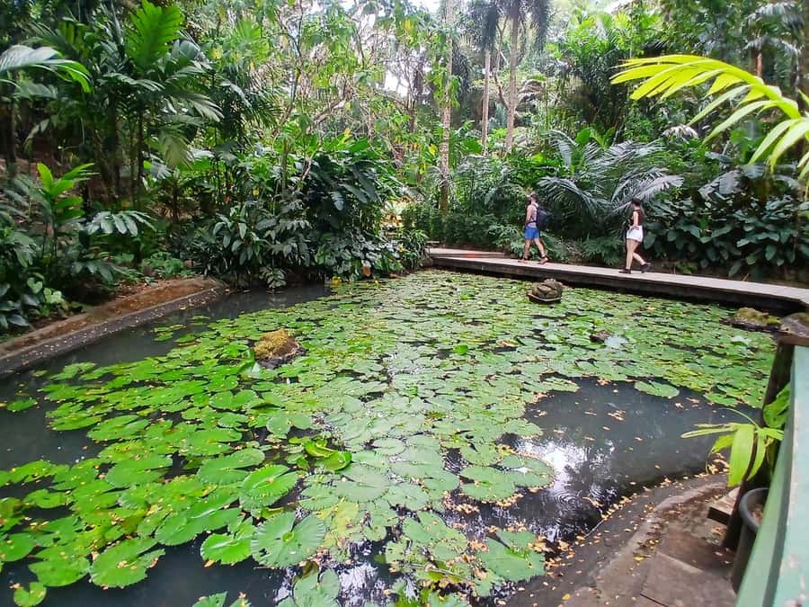 FIJI: Garden of the Sleeping Giant Tour - When the orchids are the main event