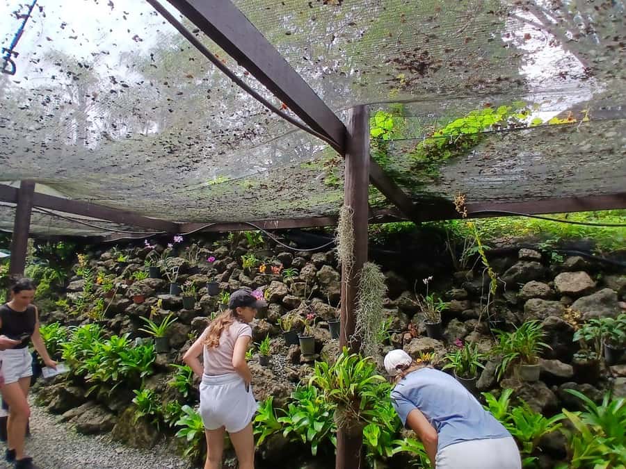 FIJI: Garden of the Sleeping Giant Tour - Walking past the lily pond and native forest