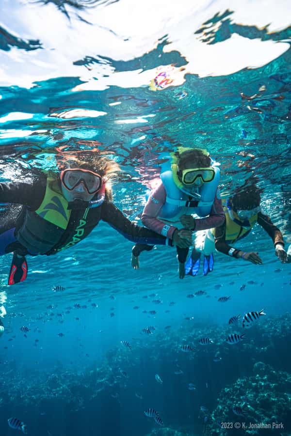 Fiji: Kuata Island Marine Conservation Experience Full Day - Buffet lunch with a view
