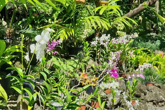 Fiji Lautoka Shore Excursions Tour - Price, timing, and cancellation details