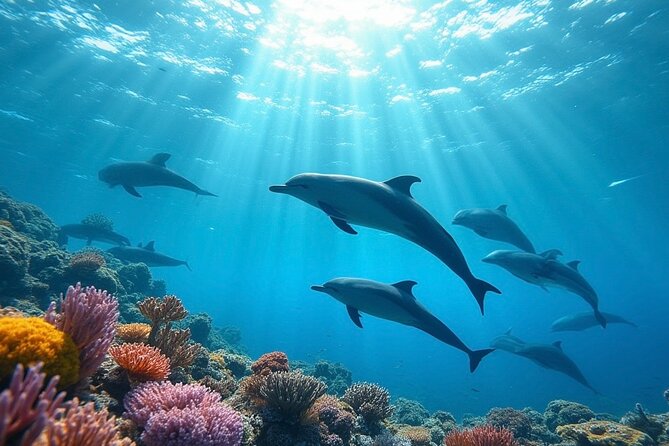 Fiji’s Best Dolphins tour and Snorkeling Adventure - Key things to know before you book