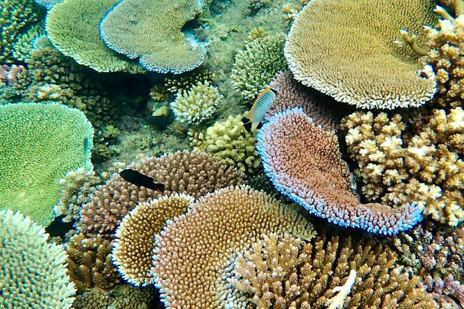 Fiji’s Best Dolphins tour and Snorkeling Adventure - A full Fiji day built around the ocean