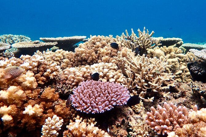 Fiji’s Best Dolphins tour and Snorkeling Adventure - Dolphin tracking on open water