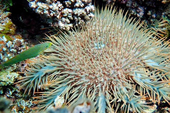 Fiji’s Best Dolphins tour and Snorkeling Adventure - Coral reef snorkeling near Rakiraki