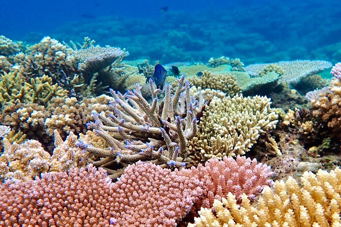 Fiji’s Best Dolphins tour and Snorkeling Adventure - Learning Fijian hand-line fishing