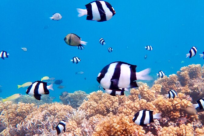 Fiji’s Best Dolphins tour and Snorkeling Adventure - A temporary sandbar in the tidal sea