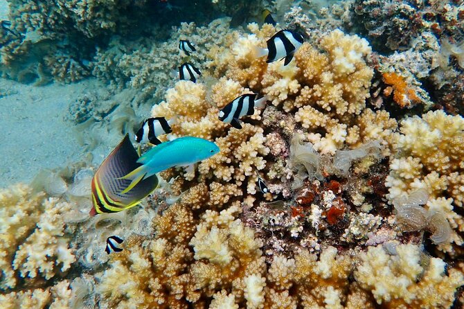 Fiji’s Best Dolphins tour and Snorkeling Adventure - Is the $182.97 price good value?