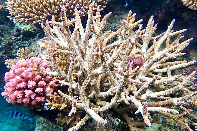 Fiji’s Best Dolphins tour and Snorkeling Adventure - The drive from Nadi to Golden Point Resort