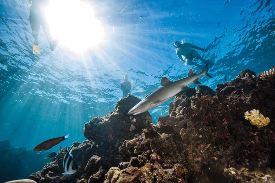 Fiji: Ultimate Encounters Snorkel with Sharks and Lunch - Key points before you book