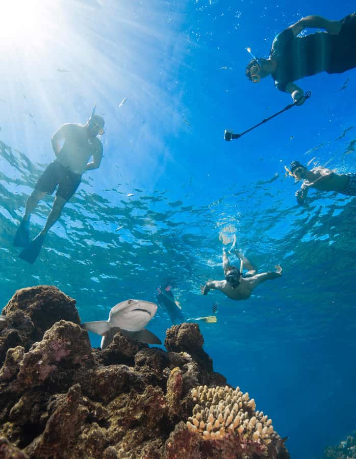 Fiji: Ultimate Encounters Snorkel with Sharks and Lunch - Weather, safety, and what to pack