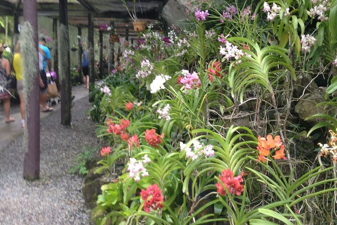 Half Day Sightseeing - Wonders of Nadi Tour - Timing, Pickup, and Practical Comfort