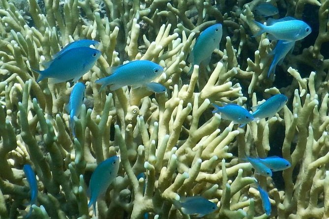 Introductory Scuba Dive experience - Whitetip Marine Adventures - Patient instructors are the heart of the experience