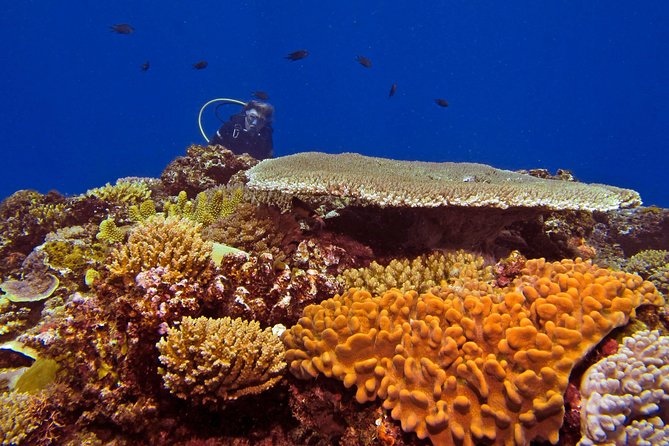 Introductory Scuba Dive experience - Whitetip Marine Adventures - Who should book this Fiji scuba experience?