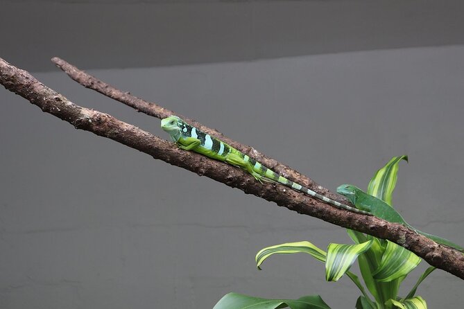 Kula Eco Park Admission - Meeting Fiji’s Iguanas and Other Residents