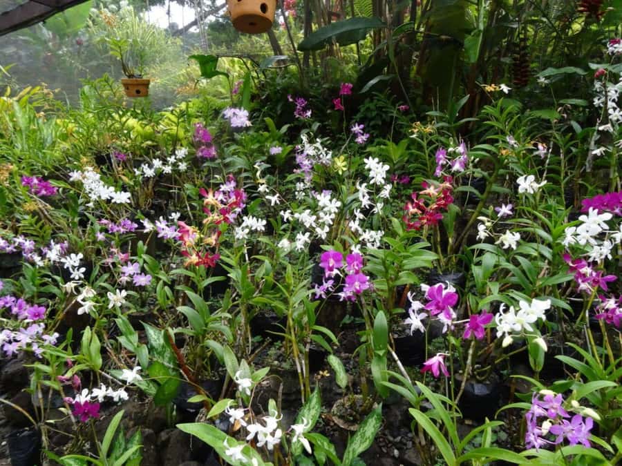 Nadi: Garden Village Hot Spring & Temple Highlights Tour - Why this tour works for a first day in Nadi