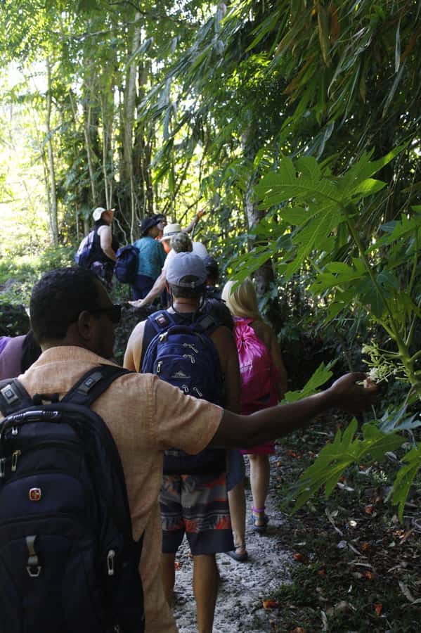 NADI: Nalesutale Village Half Day Tour - Learning about Fijian plants and birds