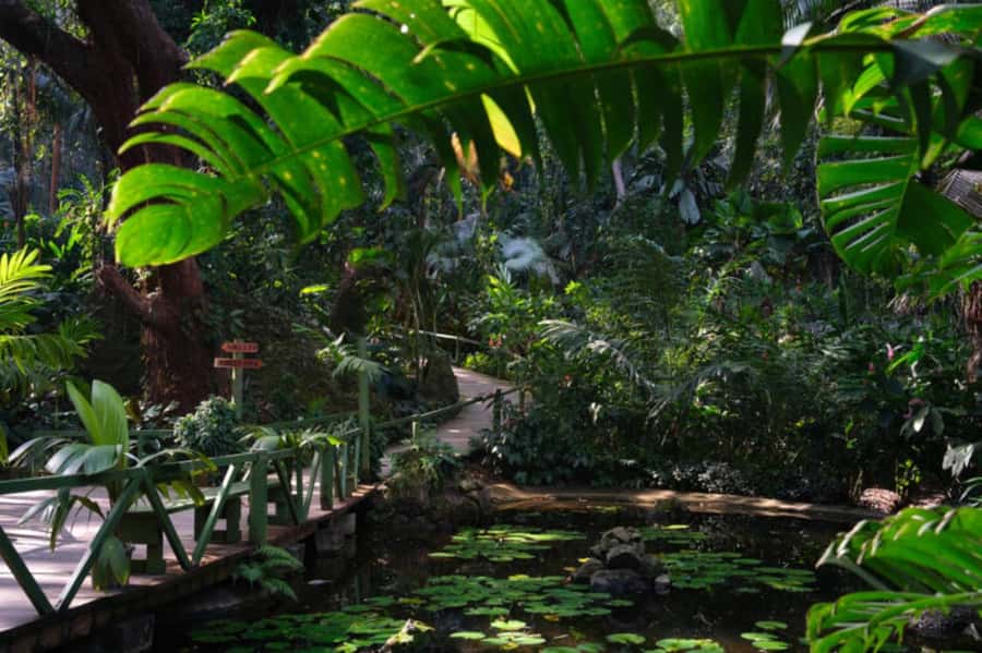 NADI-SABETO: Exquisite Orchid Garden with Hotspring Mudpool - Who should book this outing?