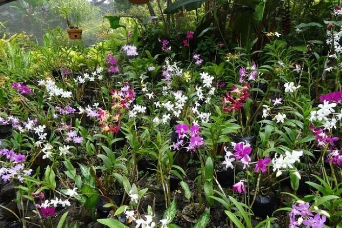 Private Tour: Hot spings & Sleeping Giant Garden hiking Adventure - Why private transport can be worth the price