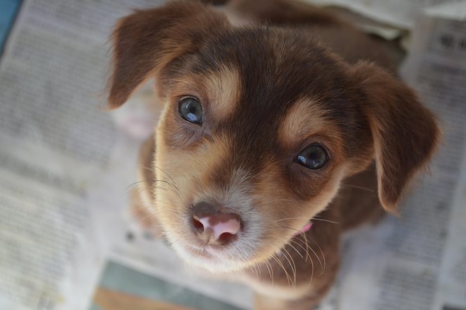 Shelter Visit & Tour - Starting at 9 a.m. in Nadi