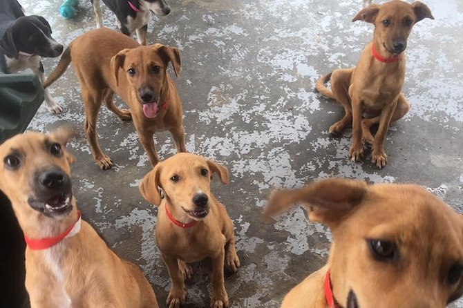 Shelter Visit & Tour - Who Should Book This Morning Visit