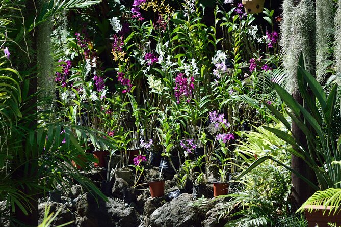 Shore Excursion-Nadi Mudpools,Sleeping Giants Gardens,Markets, Temple & Shopping - What the guides add to the day