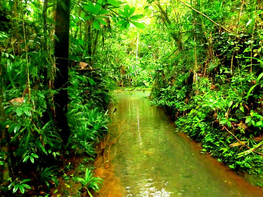 Suva: Fijian Nature and Waterfall Tour - What the guides add to the walk