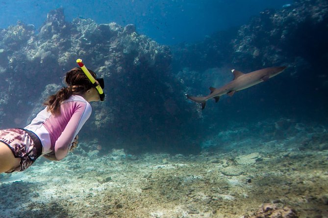 Ultimate Encounter Snorkel with Sharks in Fiji - Key points to know before booking