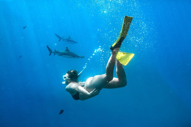 Ultimate Encounter Snorkel with Sharks in Fiji - The shark encounter near Barefoot Kuata Island