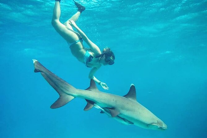 Ultimate Encounter Snorkel with Sharks in Fiji - How the day usually unfolds