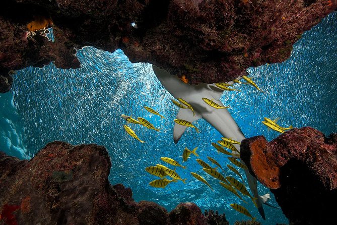 Ultimate Encounter Snorkel with Sharks in Fiji - Five hours on a picture-perfect island